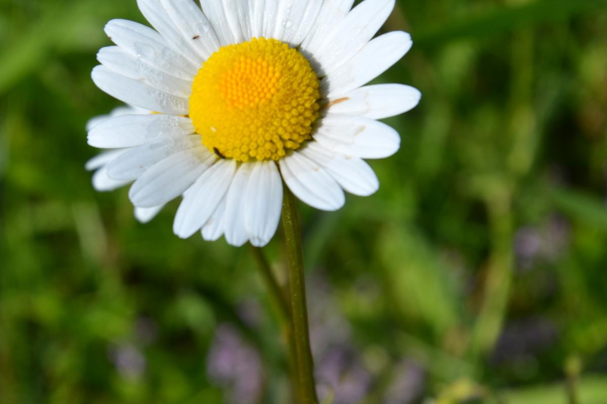 Rielingerhof 06.06.2019